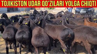 ☎️33-733-43-43 TOJIKISTON QO'ZI QO'CHQORLAR YOLGA CHIQTI.