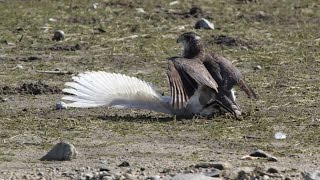 小鷺を襲うオオタカ   Goshawk attacked a little egret