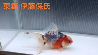 (金魚)東錦 伊藤保氏c