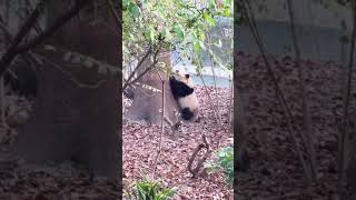 🌸花花看见奶爸出来收猫主动跑过去跟奶爸回家, 好乖! Nanny Came Out To Take Panda Cubs Back, HeHua Ran Toward Nanny, So Lovely