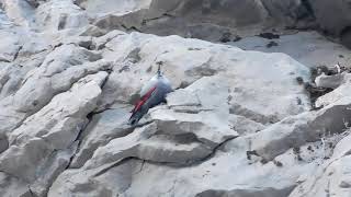 2 18 Wallcreeper 11