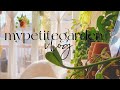 Cozy Autumn Plant Chores Vlog 🌱🌿🍃 Watering, Cleaning Plant Shelf & Pests