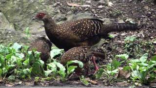 藍腹鷴(Swinhoe's Pheasant)-孩子快過來! 這裡有好料ㄟ