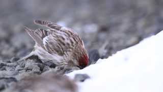 ♪鳥くん野鳥動画（北海道・根室市温根元）ベニヒワ採食~小石ぽいぽいCommon Redpoll