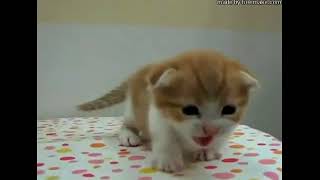 【癒し猫動画まとめ】キュン死に注意！ぬっこぬこにしてあげる＃12