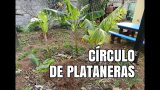 La MEJOR forma de PLANTAR tus PLATANERAS/GUINEOS paso a paso - círculo de plataneras