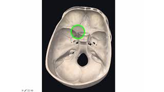 Foramen of the Skull