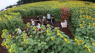 自動操舵トラクター使い、ひまわり迷路が完成　更別農業高　今月中旬まで一般公開