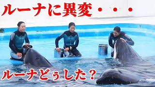 天真爛漫なシャチ「ルーナ」が突然・・・ 鴨川シーワールド シャチショー KamogawaSeaWorld  orca killerwhale