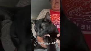 There’s the door bitch #screamqueens #catshorts #cats #catsoftiktok #funnycats #tiktok #tiktokvideo