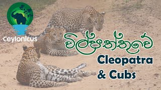 Famous Cleopatra and Cubs | Wilpattu National Park | විල්පත්තුවේ ක්ලියෝ පැට්‍රා සහ  පැටවුන් දෙදෙනා