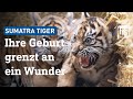 Sumatra-Tiger-Babys im Frankfurter Zoo: Außergewöhnlich und wertvoll | hessenschau