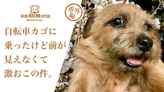 マメ自転車カゴに上手に乗れたよ\u0026モンの自転車の乗り方【ノーフォークテリア norfolkterrier tinypoodle】