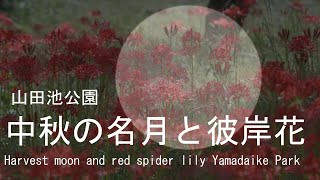 二兎を追えるか？　中秋の名月と彼岸花　山田池公園　2023　大阪府枚方市Harvest moon and red spider lily Yamadaike Park