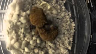 Time-lapse gecko hatching from it's egg!