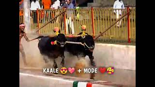 BOLADAGUTTU KAALE AND MODE🤩💪 #kambala #shorts