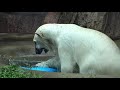 polar bear dea goes wild ueno zoo tokyo