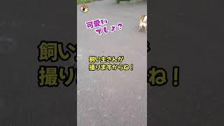 【柴犬】ボサボサなお尻のシバ犬　アフレコ　#shorts