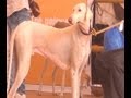 Download Hunting Dogs of India. In Mp4 3Gp Full HD Video