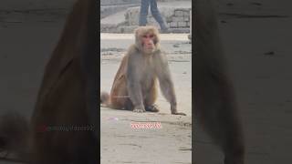 Jai Bajranwali | #monkey #dog #animal #shorts #youtubeshorts #shortsfeed #shortsvideo #viral