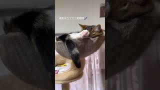 寝息を立てて二度寝している猫　#ねこ　#cat #catshorts