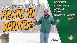 What Do Pests Do In Winter?