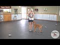 Dog Training Tips: Pattern Games - Super Bowls! | Dog Behavior & Training