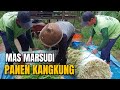 MELIHAT AKTIFITAS PAGI MAS MARSUDI || PANEN KANGKUNG HARGA Rp. 3000/IKAT