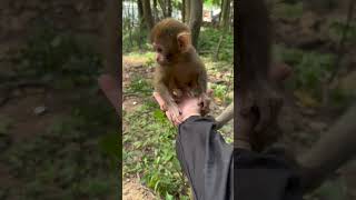 The warm moment when a baby monkey climbs on the hand