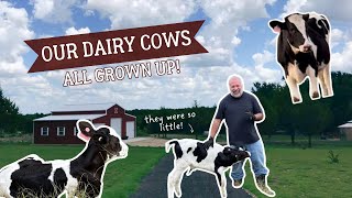 Tiny Calves, Big Personalities: Raising Our Dairy Cows