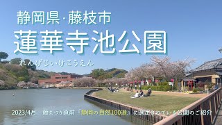 【地元・静岡紹介vlog】藤枝市/蓮華寺池公園(れんげじいけこうえん）/静岡中部地区のおしゃれなスポット/静岡の自然100選に選定されている公園/藤まつり直前を散策してきました♡