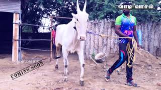 Krishnagiri District Top Bulls Exclusive Videos coming soon this week Don't miss it