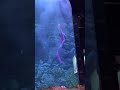 4k 인어공주 u0026마법사 sealife 아쿠아리움 해운대 부산 물고기