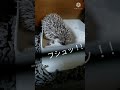 おトイレ中にブチ切れたハリネズミの行動😡 furious hedgehog in the bathroom shorts