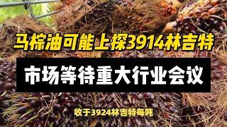 马棕油可能上探3914林吉特，市场等待重大行业会议