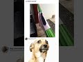 dog caramelo reacts memes shortsmemes