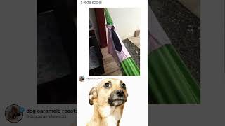 dog caramelo reacts #memes #shortsmemes