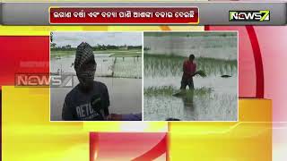 Farmers in Distress As Heavy Rain Continues in Pattamundai