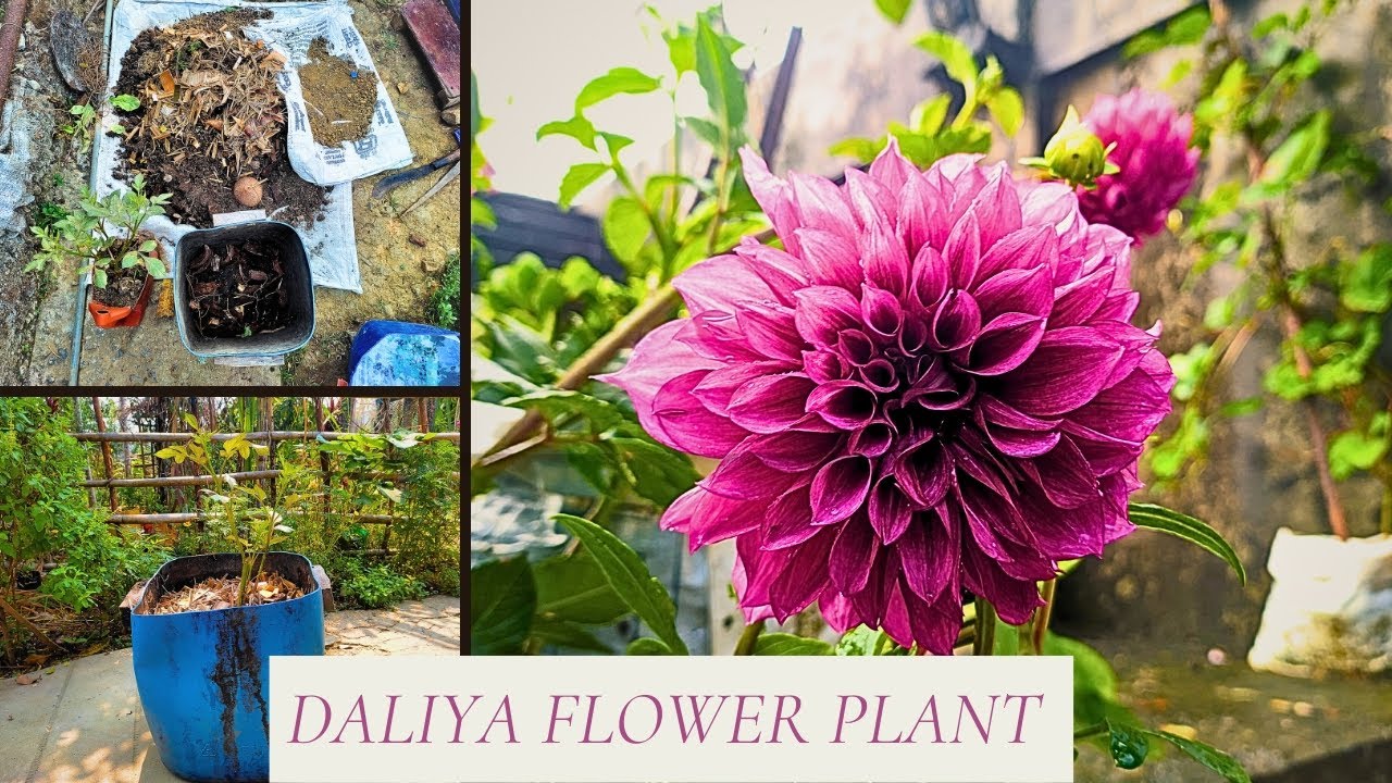How To Repot A Dahlia Plant At Jack Oneill Blog