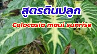 วิธีการเปลี่ยนกระถาง และสูตรผสมดินปลูกColocasia Maui Sunrise