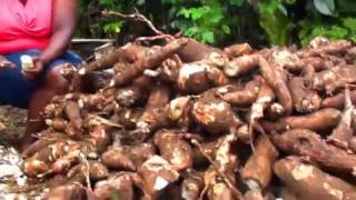 Arrey Mbongaya Ivo on Cassava Water fufu and Nkum Nkum