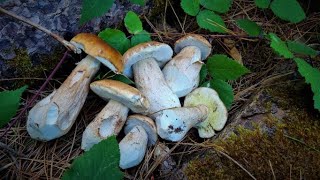 2023 #1 - Summer Porcini in the Adelaide Hills - South Australia