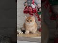 cute kitten cats 😻🐾😻 cat catlover cute kitten viralvideo viralshorts video shorts