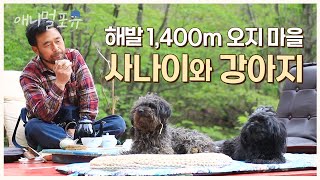 해발 1,400m 오지 마을에 사는 사나이. 강아지들과 함께라면 뭐든 ‘짱땡’이다! 🎶 | KBS 단짝 220521 방송