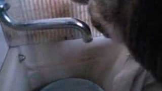 水道で水を飲むねこ　cat drinking water at