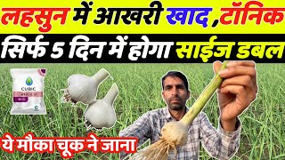 लहसुन में लास्ट खाद और स्प्रे पाँच दिन में साइज डबल | Lahsun ka size kaise badhaye | Lahsun ki kheti