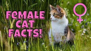 12 Fascinating Facts About Female Cats (#11 is Beautiful)
