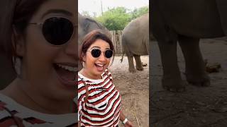 Indian gem Shreya Ghoshal's unforgettable moments with elephant#shreyaghoshal#saadlamjarred#shorts♥️