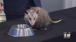 Wild Wednesday: Virginia Opossum