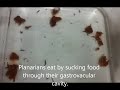 how planarians eat